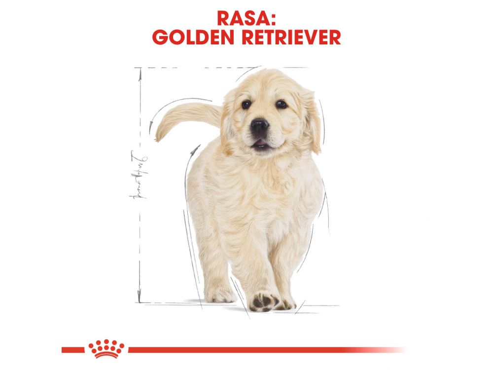 ROYAL CANIN GOLDEN RETRIEVER PUPPY KARMA SUCHA DLA SZCZENIĄT DO 15 MIESIĄCA, RASY GOLDEN RETRIEVER 12 KG