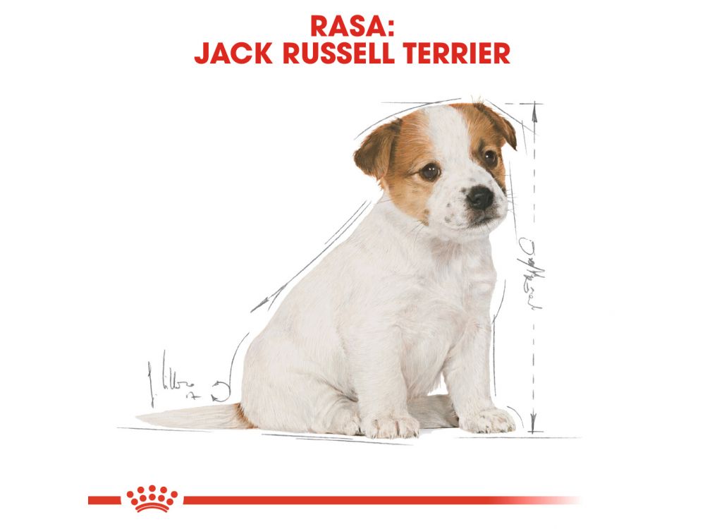 ROYAL CANIN JACK RUSSELL TERRIER PUPPY  KARMA SUCHA DLA SZCZENIĄT DO 10 MIESIĄCA, RASY JACK RUSSEL TERRIER 0,5 KG