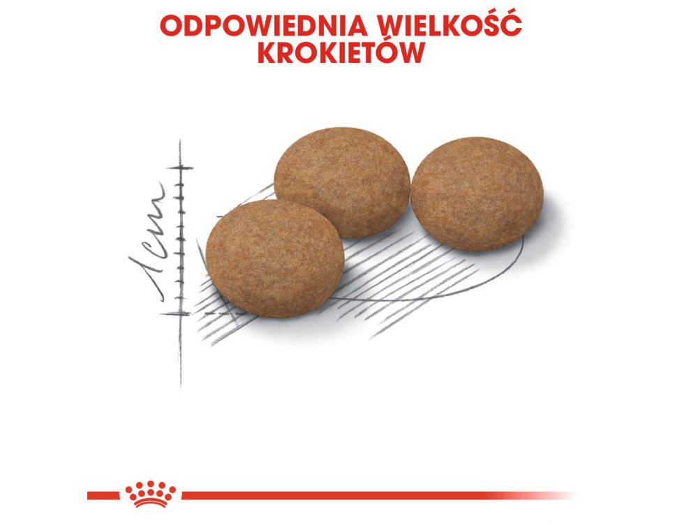 ROYAL CANIN AGEING +12 KARMA SUCHA DLA KOTÓW DOJRZAŁYCH, STERYLIZOWANYCH 4 KG