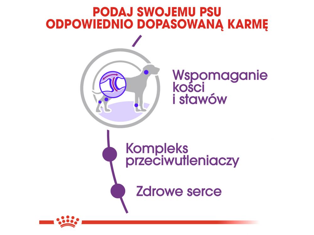 ROYAL CANIN Giant Adult karma sucha dla psów dorosłych, od 18/24 miesiąca życia, ras olbrzymich 15 KG