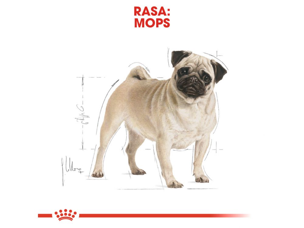 ROYAL CANIN Pug Adult karma sucha dla psów dorosłych rasy mops 1,5 KG