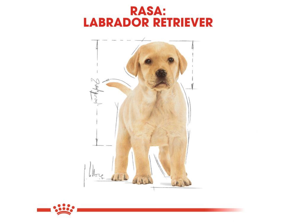 ROYAL CANIN LABRADOR RETRIEVER PUPPY KARMA SUCHA DLA SZCZENIĄT DO 15 MIESIĄCA, RASY LABRADOR RETRIEVER