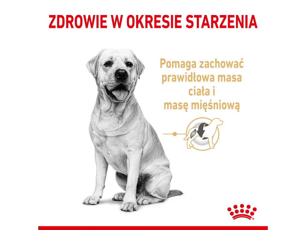 ROYAL CANIN LABRADOR RETRIEVER ADULT KARMA SUCHA DLA PSÓW DOROSŁYCH RASY LABRADOR RETRIEVER, POWYŻEJ 5 ROKU ŻYCIA 12 KG