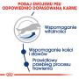 ROYAL CANIN Maxi Adult karma sucha dla psów starszych, od 5 do 8 roku życia, ras dużych 15 KG