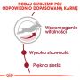 ROYAL CANIN Medium Adult 7+ karma sucha dla psów starszych od 7 do 10 roku życia, ras średnich 15 KG