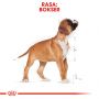 ROYAL CANIN BOXER PUPPY KARMA SUCHA DLA SZCZENIĄT DO 15 MIESIĄCA, RASY BOKSER 12 KG