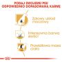 ROYAL CANIN Miniature Schnauzer Adult karma sucha dla psów dorosłych rasy schnauzer miniaturowy 3 KG