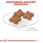 ROYAL CANIN Mini Adult karma sucha dla psów dorosłych, ras małych 4 KG