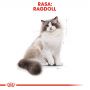 ROYAL CANIN RAGDOL ADULT KARMA SUCHA DLA KOTÓW DOROSŁYCH RASY RAGDOLL 10 KG