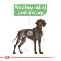 ROYAL CANIN CCN MAXI DIGESTIVE CARE KARMA SUCHA DLA PSÓW DOROSŁYCH, RAS DUŻYCH O WRAŻLIWYM PRZEWODZIE POKARMOWYM 3 KG