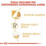 ROYAL CANIN Labrador Retriever Sterilised Adult karma sucha dla psów dorosłych, rasy labrador retriever, sterylizowanych 12 KG