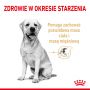 ROYAL CANIN LABRADOR RETRIEVER ADULT KARMA SUCHA DLA PSÓW DOROSŁYCH RASY LABRADOR RETRIEVER, POWYŻEJ 5 ROKU ŻYCIA 12 KG